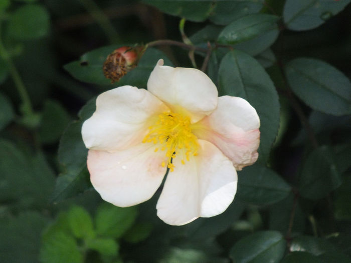 10.07.2014c - Rosa Chinensis Mutabilis