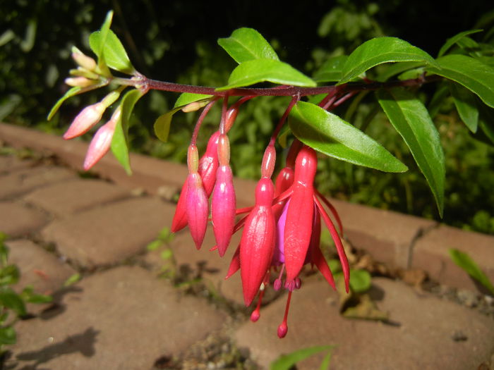Fuchsia magellanica Gracilis (`14, Jul.07)