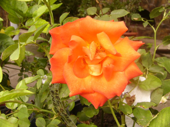 Rosa France Libre