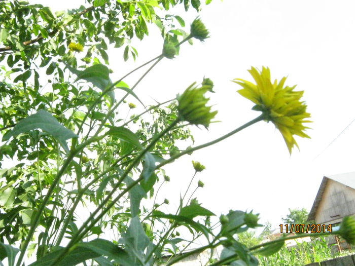 rudbeckia laciniata