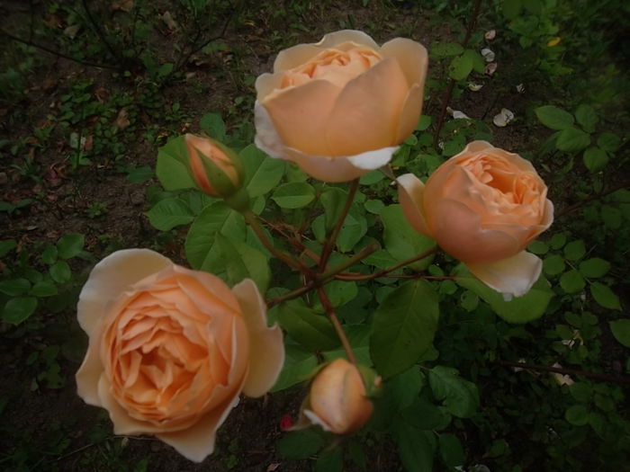 jude the obscure - trandafiri austin