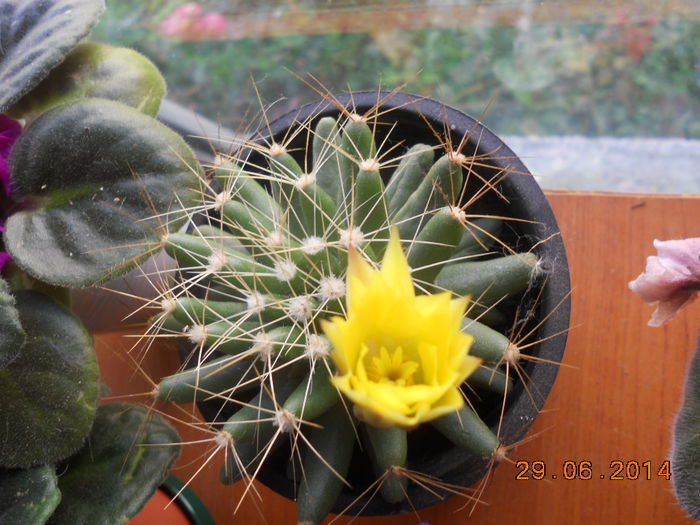 DSCN5641 - Cactusi 2012-2013