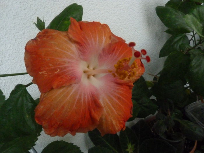 Moorea Rita - Hibiscusi