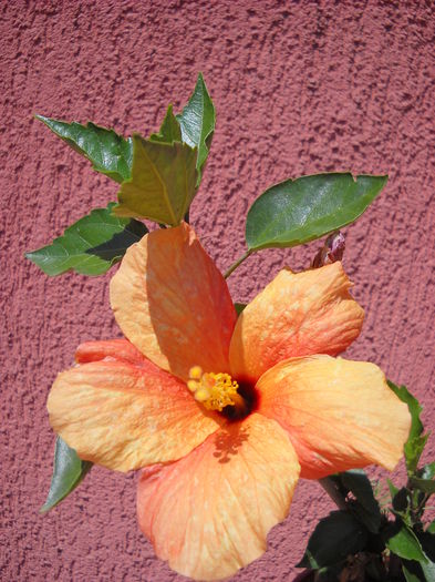 Cairo Apricot - HIBISCUS- 2014