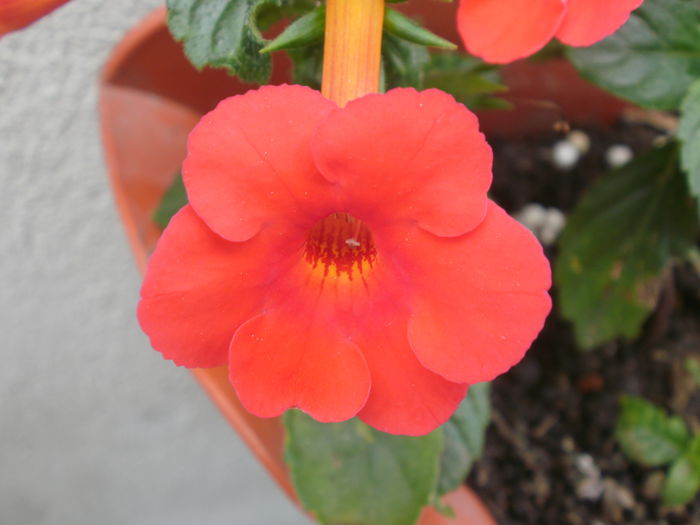 `Orange Delight` - Achimenes and co