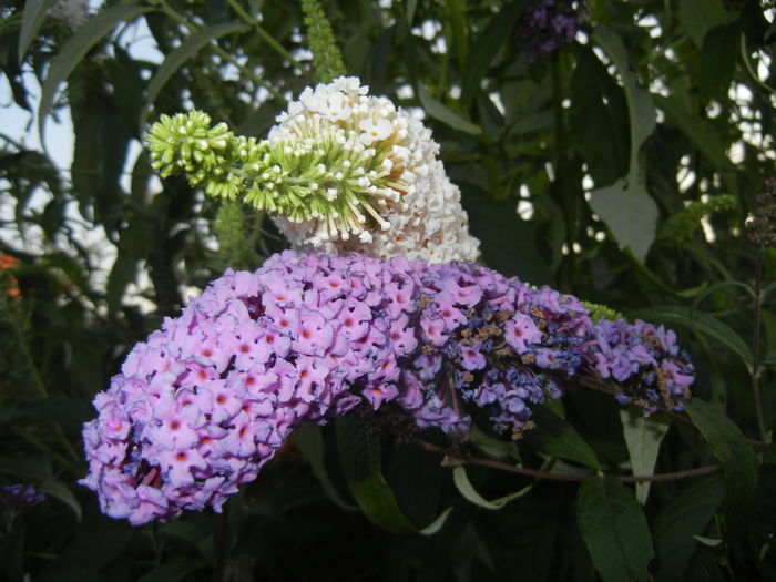 Buddleja Purple & White (2014, Jul.08)
