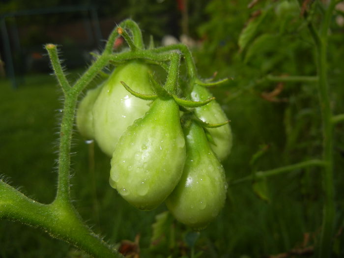 Tomato Yellow Pear (2014, July 08)