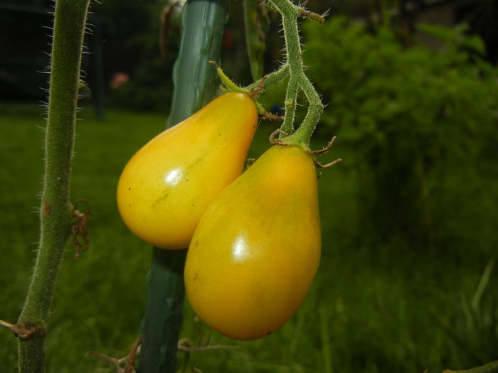 Tomato Yellow Pear (2014, July 11)