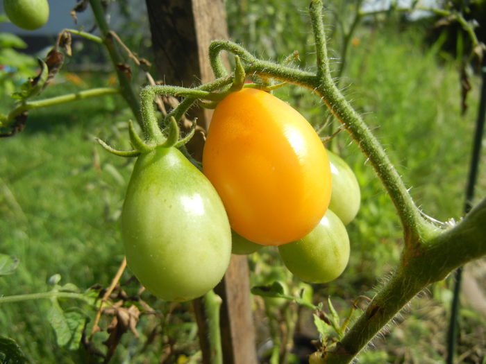Tomato Yellow Pear (2014, July 19)