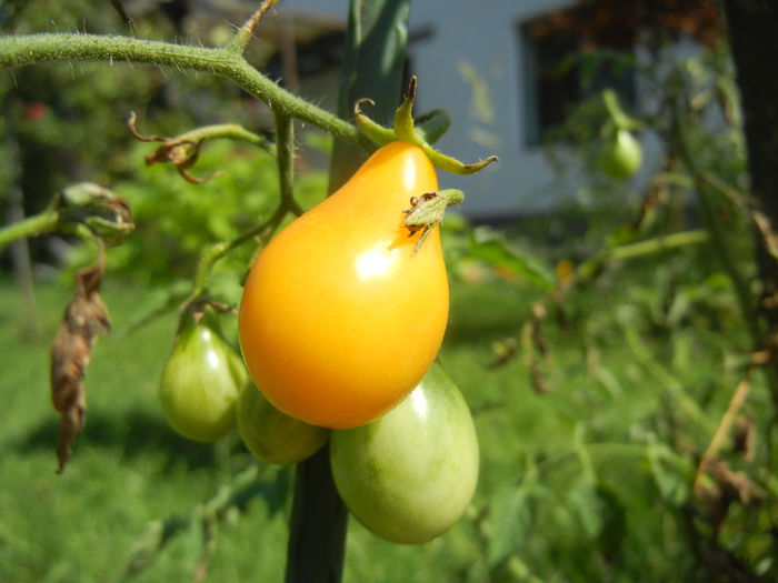 Tomato Yellow Pear (2014, July 19)