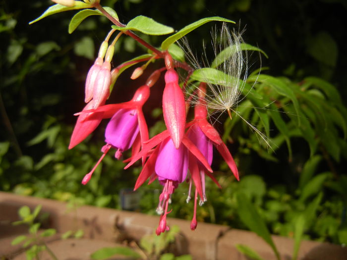 Fuchsia magellanica Gracilis (`14, Jul.10)