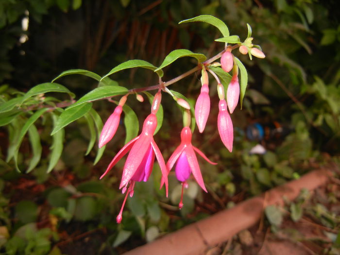 Fuchsia magellanica Gracilis (`14, Jul.19)