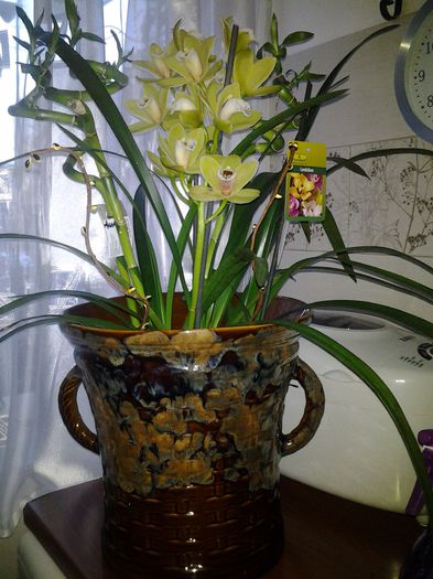 20140315_182119 - orhidee in colectie