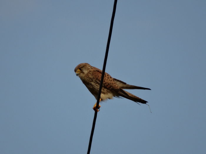 Vânturel roşu; Falco tinnunculus
