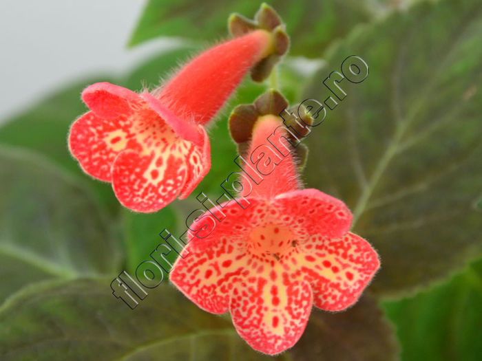 Kohleria Luci s Coral - KOHLERIA IV - Hibrizii mei - My hybrids