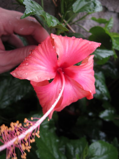 IMG_3632 - hibiscus