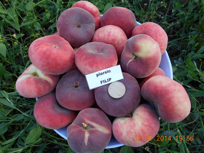 FILIP ( 60 - 90 gr ) - Piersici si nectarine PLATE