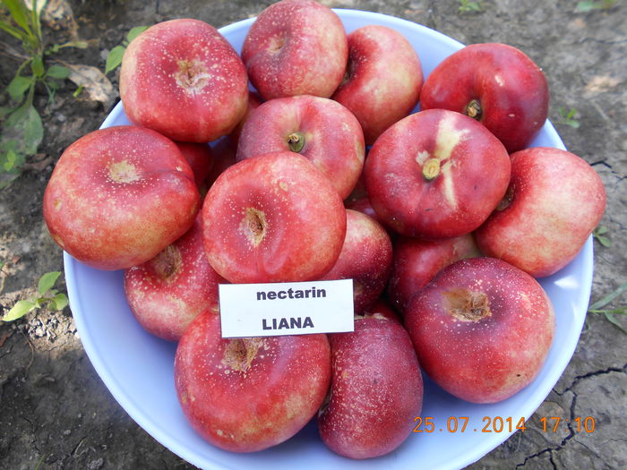 LIANA ( 60 - 90 gr ) - Piersici si nectarine PLATE