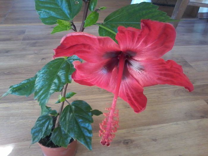 20140801_093445 - Hibiscus 2014-2015