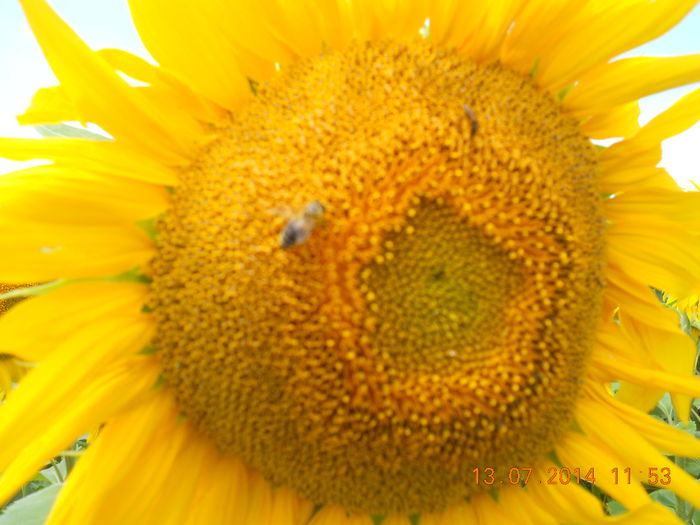 Picture 1712 - 30 Pastoral floarea-soarelui 2014