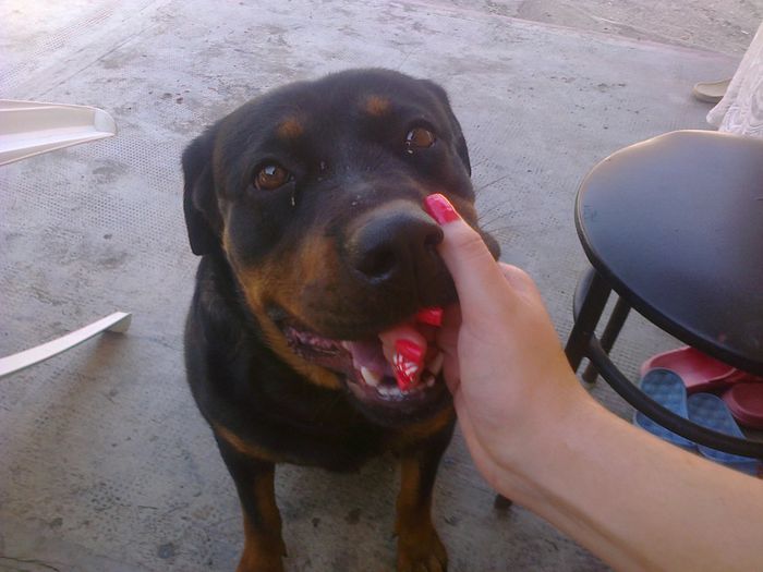 HERRA - HERRA_femela rottweiler