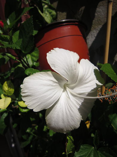 IMG_3658 - hibiscus