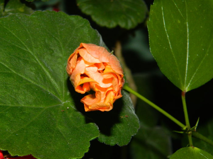 DSCN0116 hibiscus