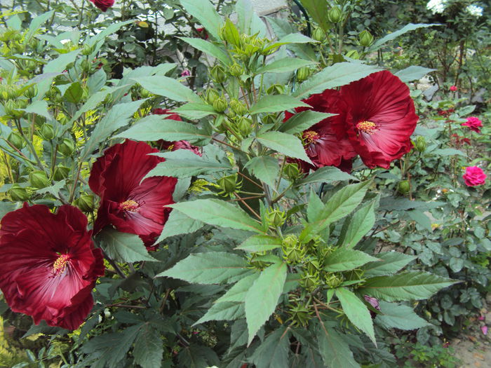 DSC02097 - Hibiscus de gradina