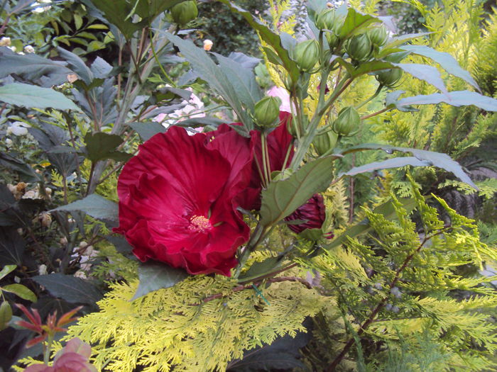 Summerific Cranberry Crush - Hibiscus de gradina