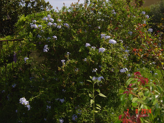 plumbago - 0 A   DEPARTE        SI TOTUSI APROAPE DE VOI