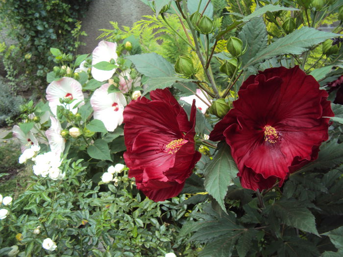 DSC02086 - Hibiscus de gradina