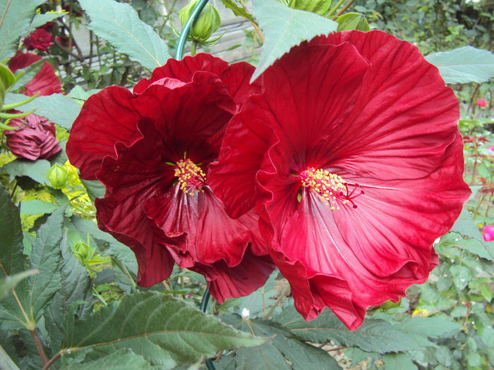 DSC02089 - Hibiscus de gradina