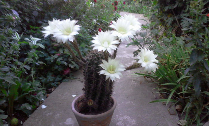 Fotografie1293 - Cactusi si suculente