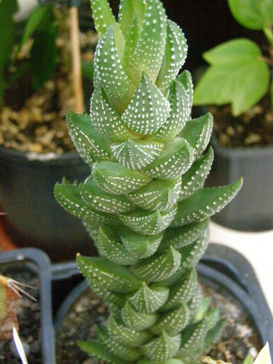 P8020115 - Cactusi-suculente