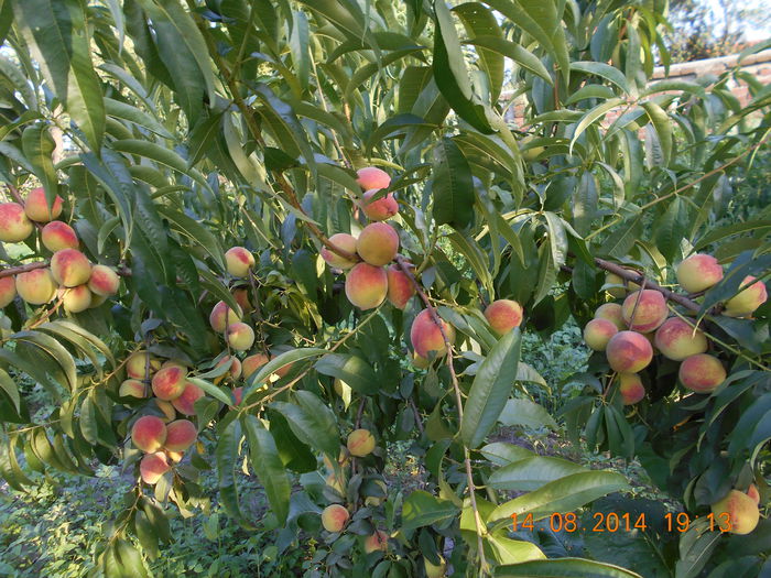 FLACARA - pulpa galbena