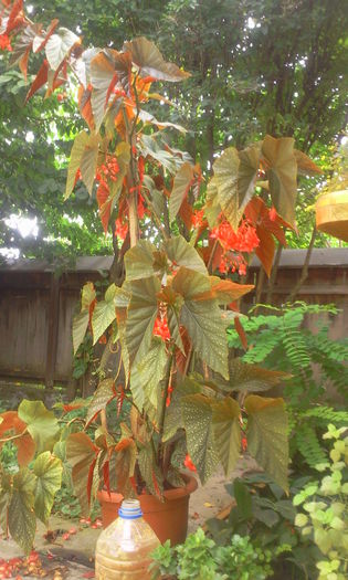 Fotografie1331 - Begonia lucernae
