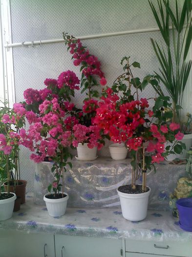 Pic_0815_175 - BOUGAINVILLEA       august - septembrie 2014
