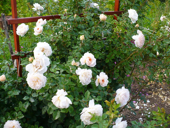 P1160672 - Crocus rose- an 2