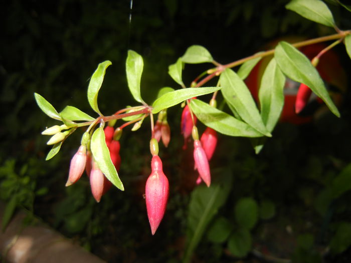 Fuchsia magellanica Gracilis (`14, Aug.08)