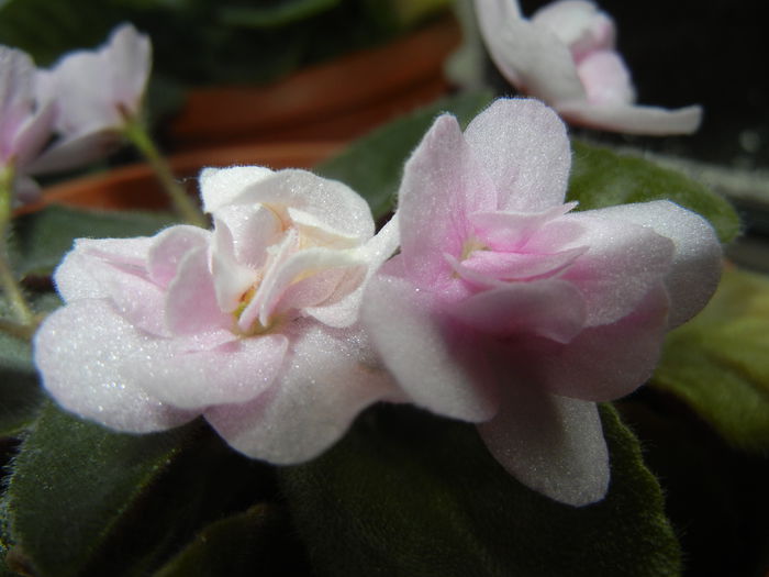 Pink African Violet (2014, May 30)