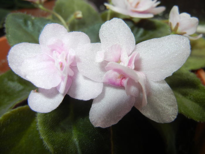 Pink African Violet (2014, May 30)