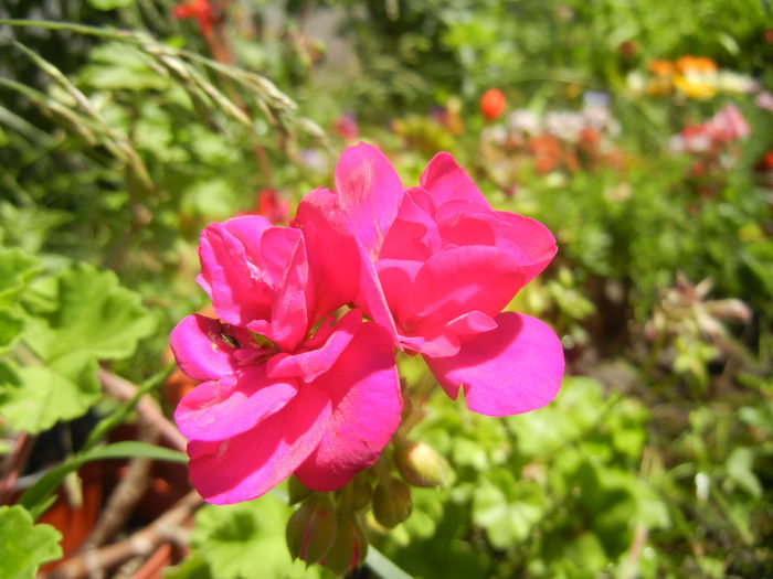 Bright Odette Geranium (2014, June 23)