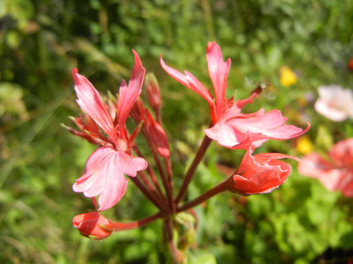 Pink Stellar Geranium (2014, July 19) - Geranium Stellar Pink