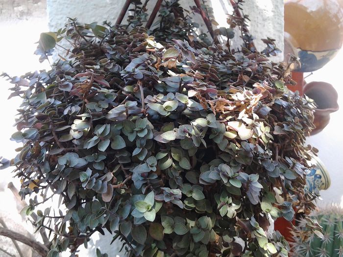 cassia - plante verzi decorative frunza