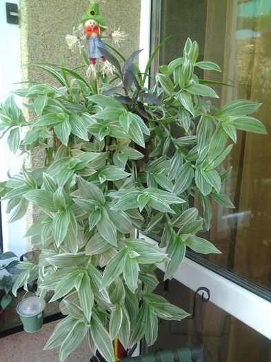 tradescantia albiflora[obraznica] - plante verzi decorative frunza