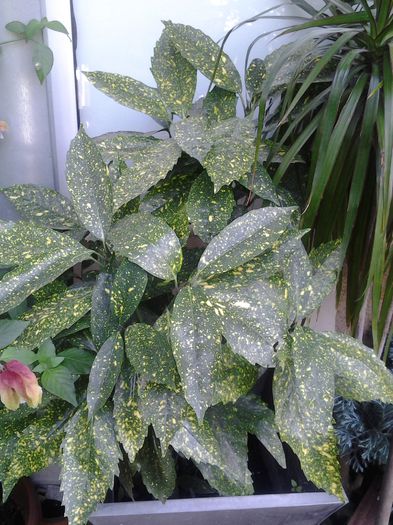 aucuba japonica -1 - plante verzi decorative frunza
