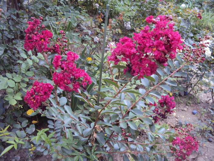 DSC02288 - Lagerstroemia indica