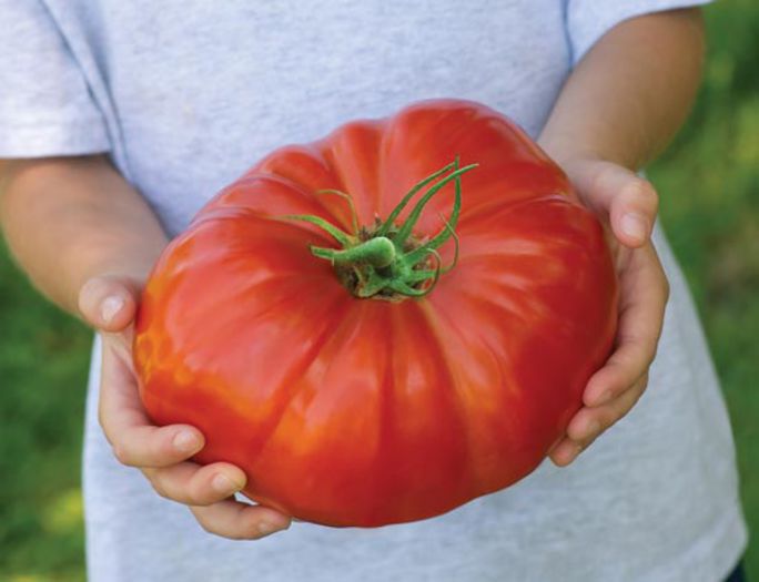 TomatoSteakHouse-550 jpg; Steak House tomato is a hybrid. 75 to 80 days. Tips the scales up to 3 pounds. It is a broad shouldered tomato. The indeterminate plant produces humongous fruit
