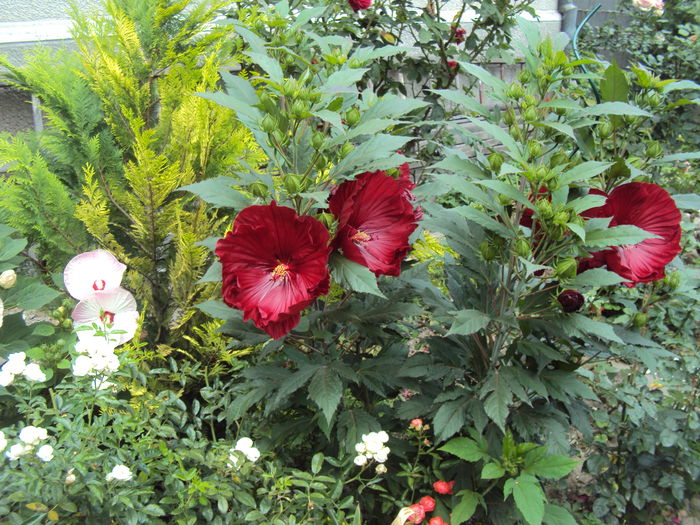 DSC02098 - Hibiscus de gradina