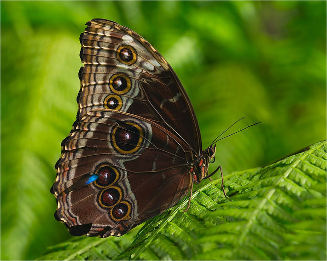 Morpho peleides